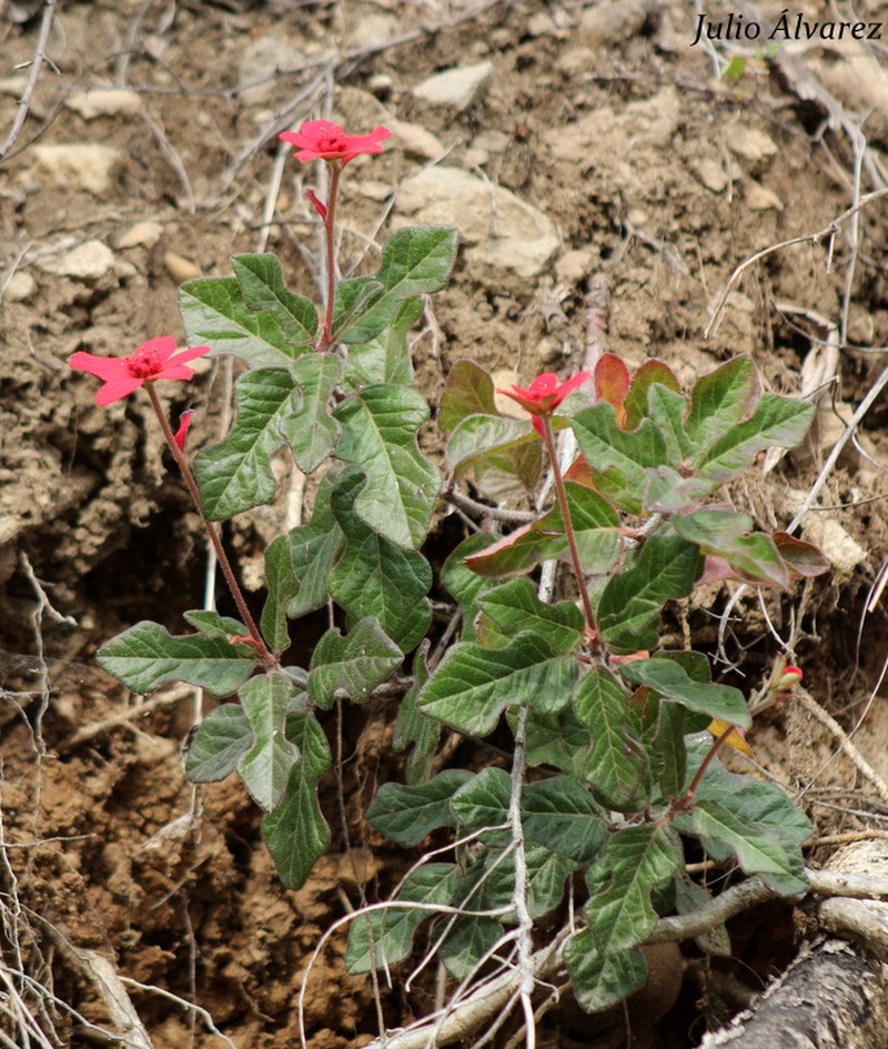 Euphorbia strigosa