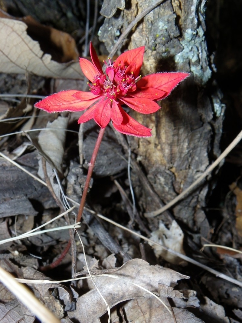 Euphorbia strigosa photo 2