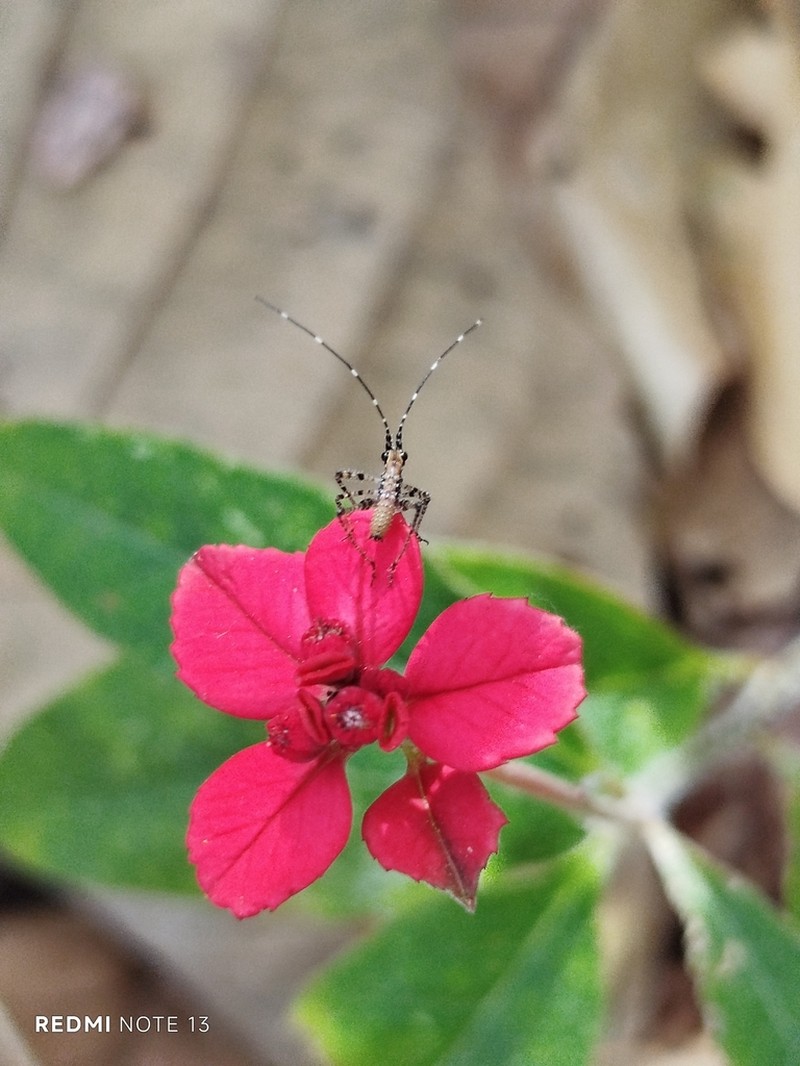 Euphorbia strigosa photo 3