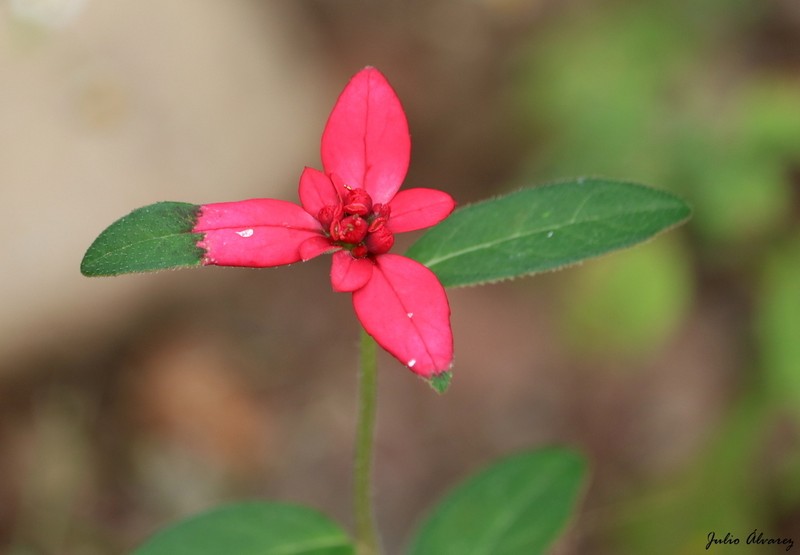Euphorbia strigosa photo 4