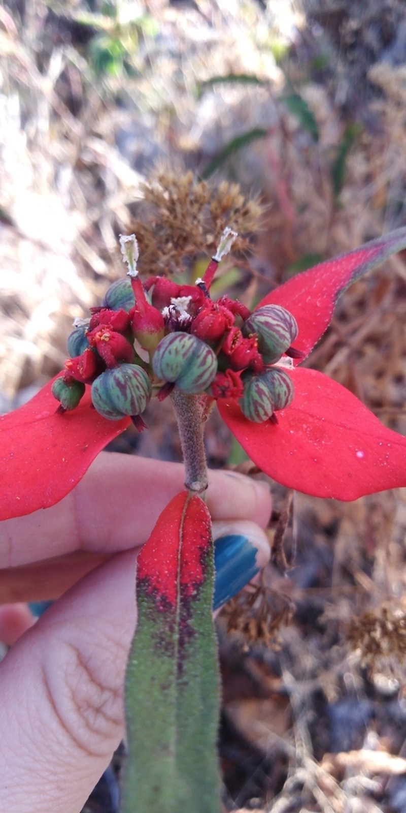 Euphorbia strigosa photo 5