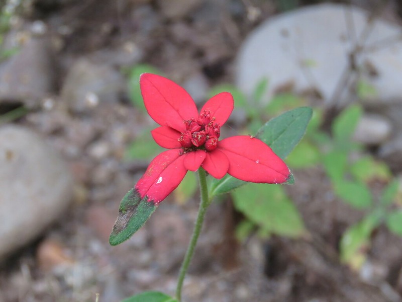 Euphorbia strigosa photo 6