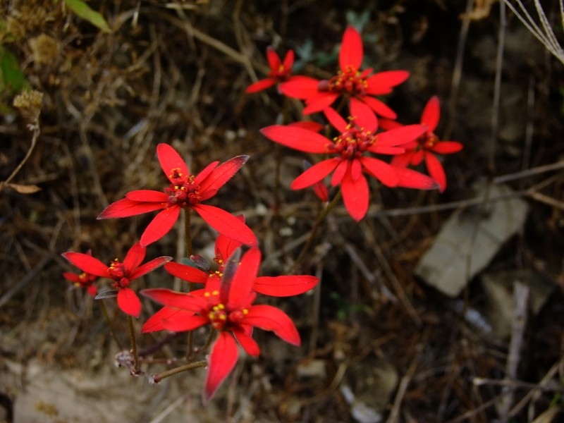 Euphorbia strigosa photo 8