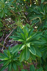 Euphorbia stygiana