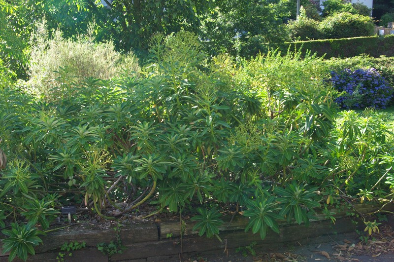Euphorbia stygiana photo 2