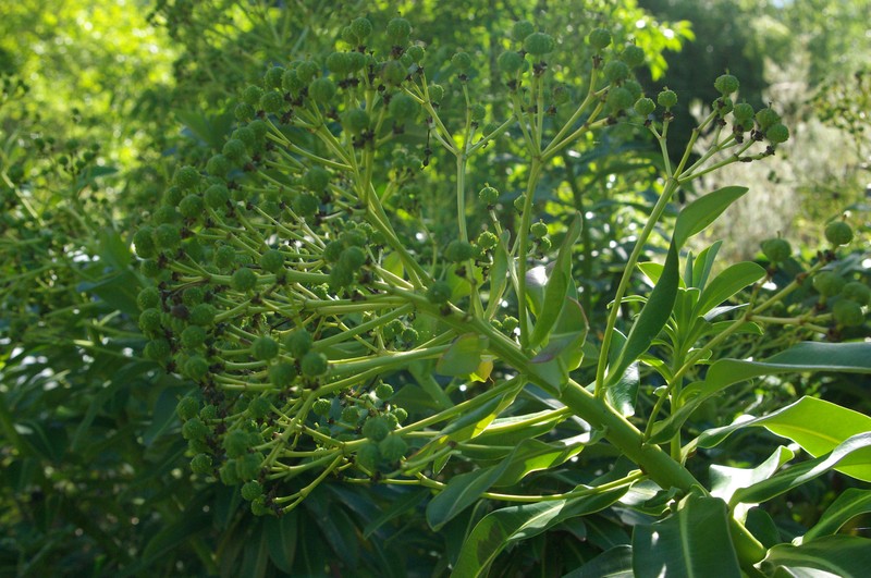 Euphorbia stygiana photo 3