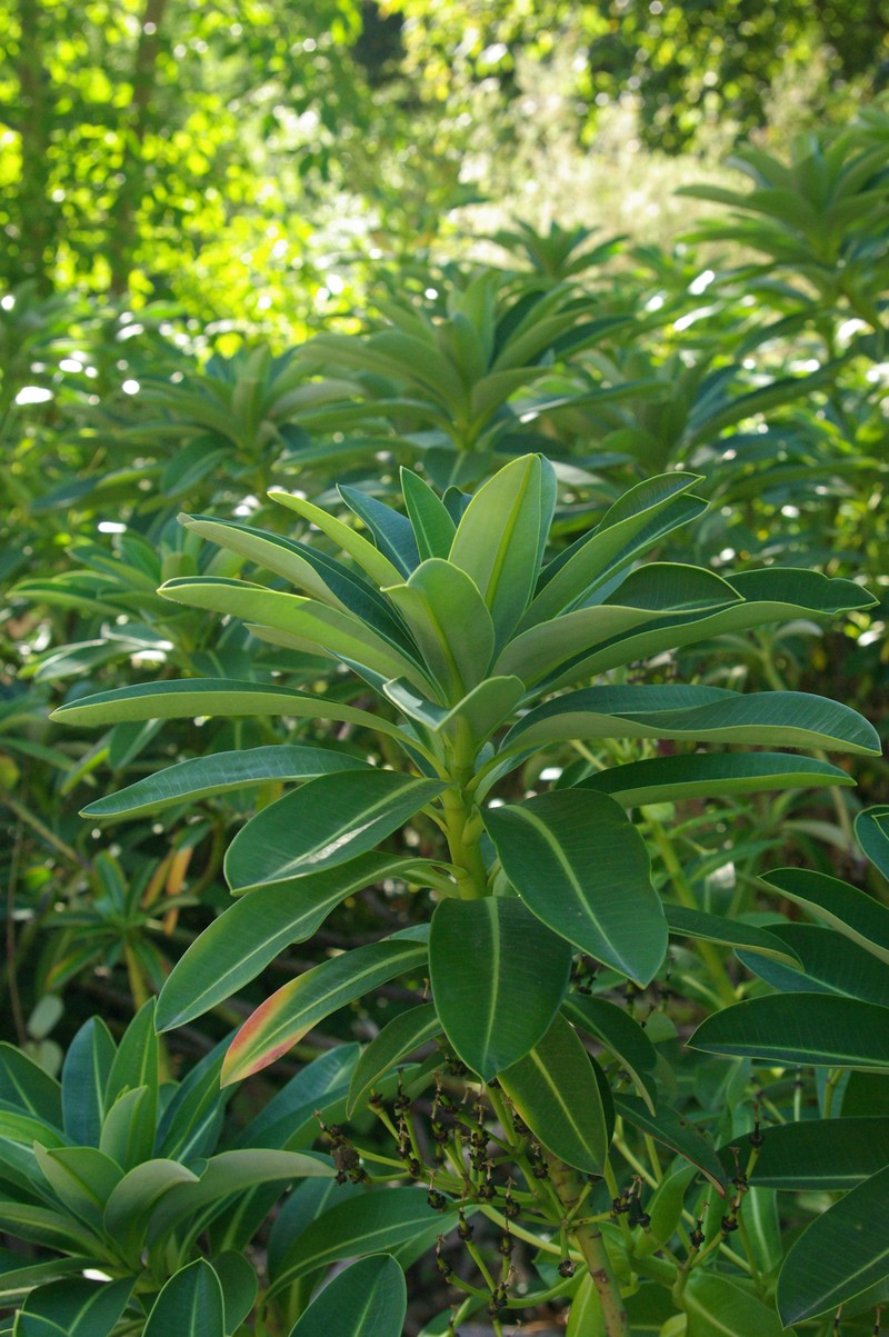 Euphorbia stygiana photo 4