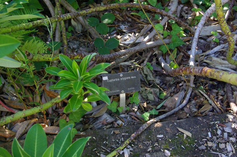 Euphorbia stygiana photo 5