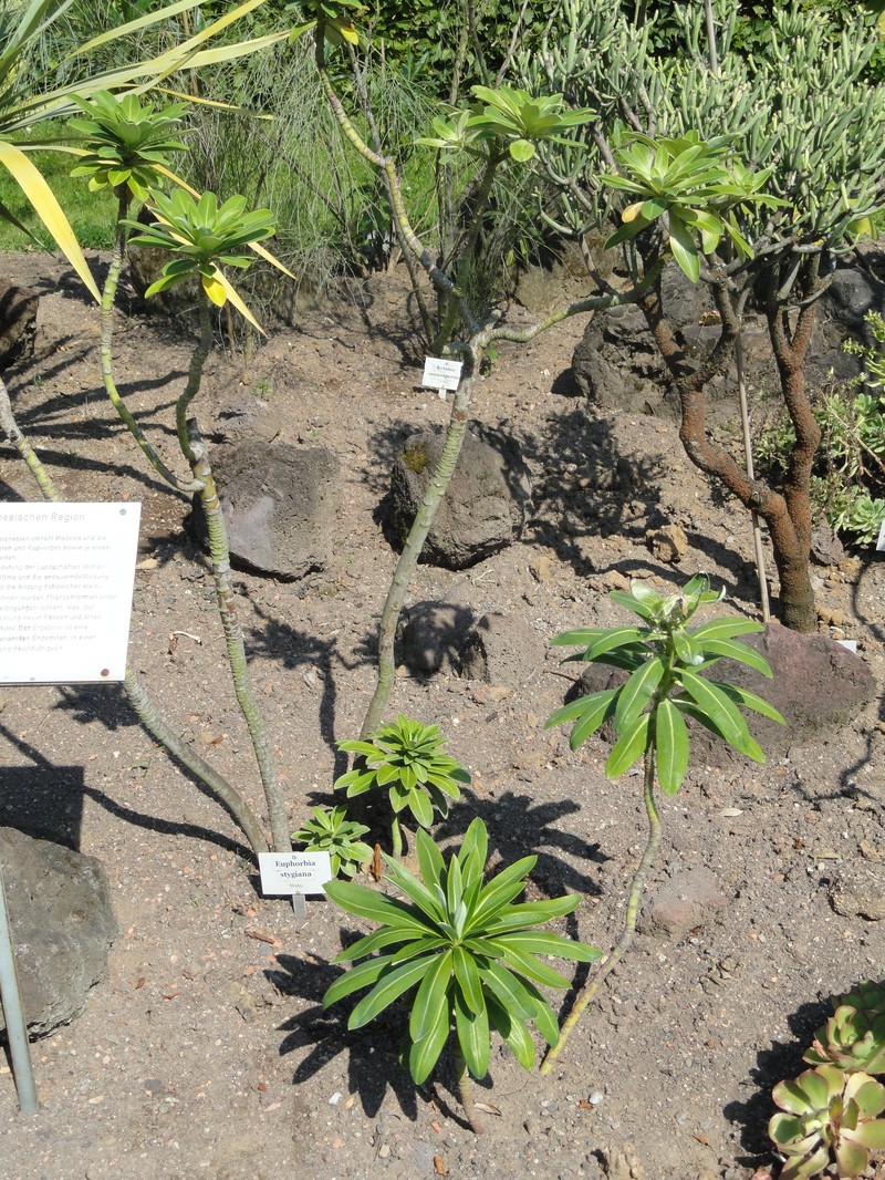 Euphorbia stygiana photo 6