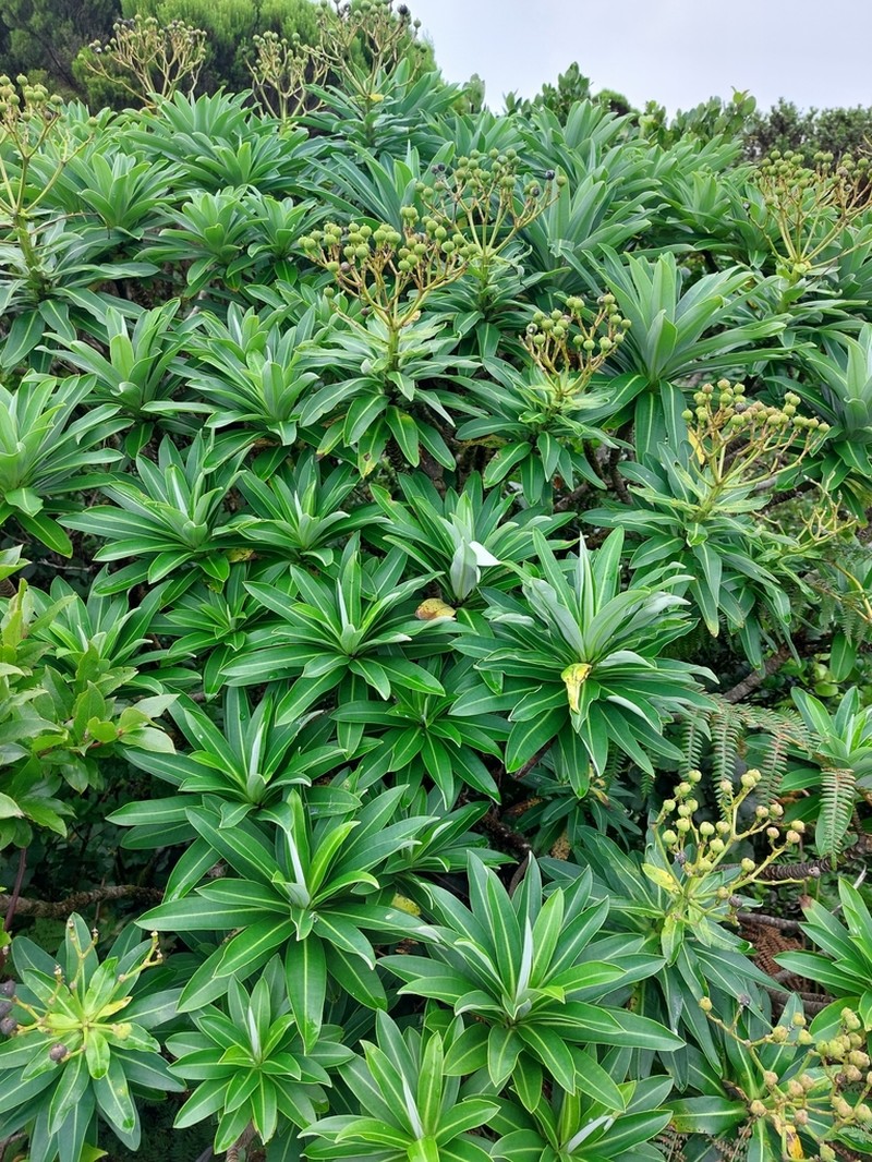 Euphorbia stygiana photo 7