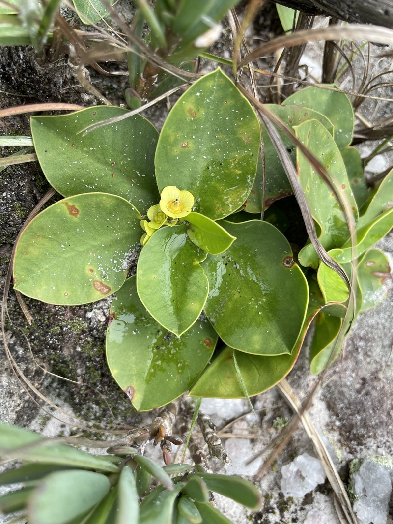 Euphorbia subapoda
