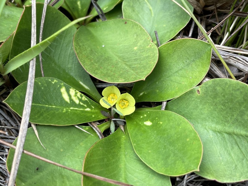 Euphorbia subapoda photo 2