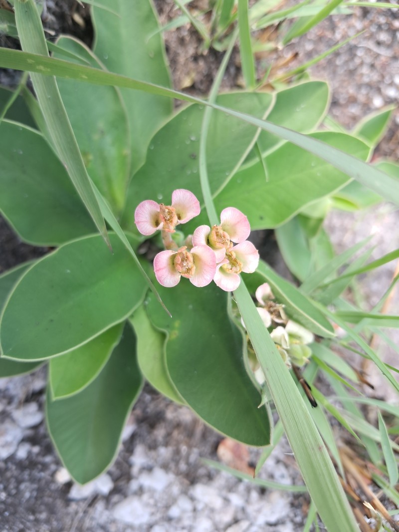 Euphorbia subapoda photo 3