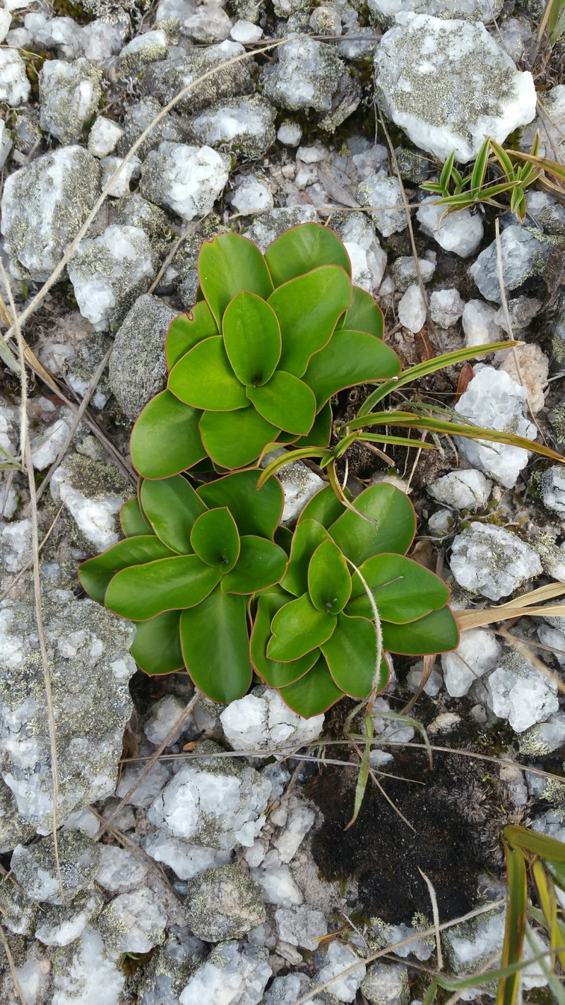 Euphorbia subapoda photo 4