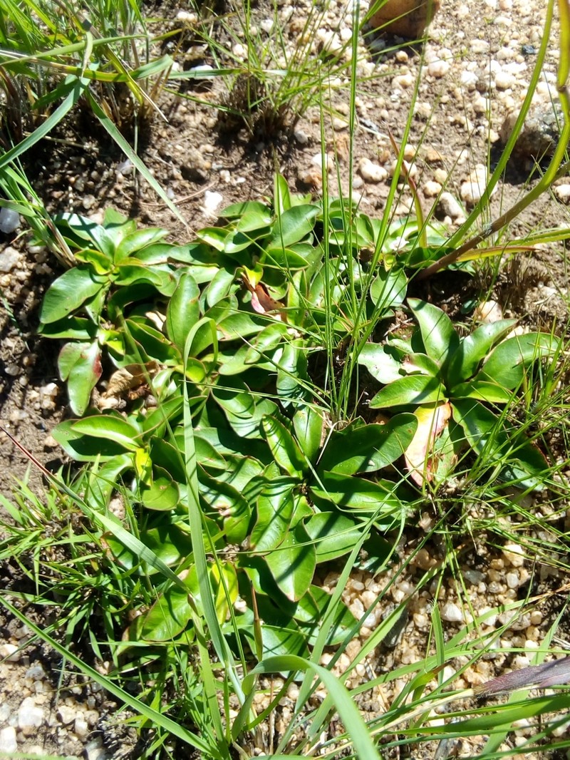 Euphorbia subapoda photo 5
