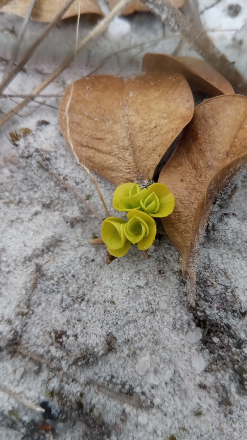 Euphorbia subapoda photo 6