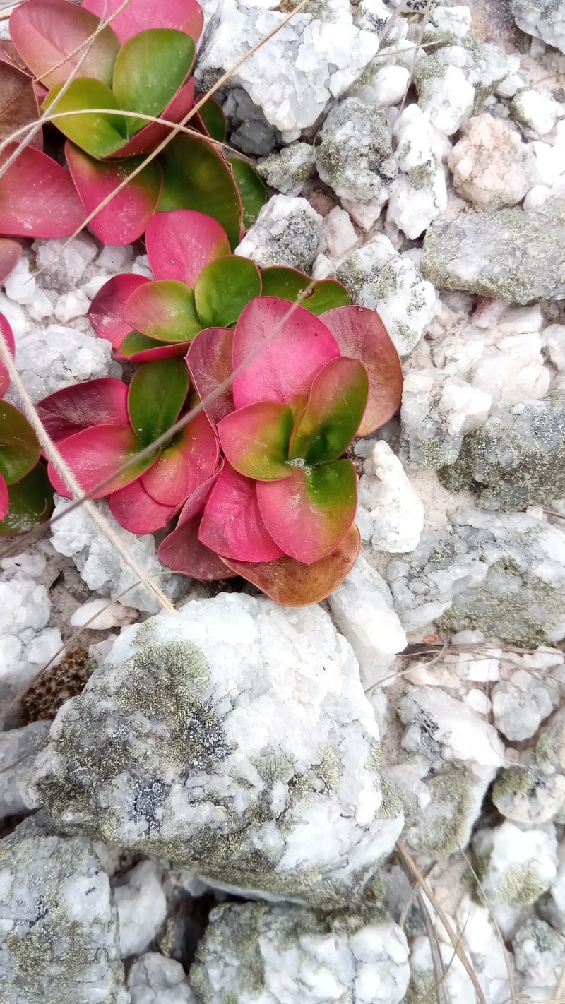 Euphorbia subapoda photo 7