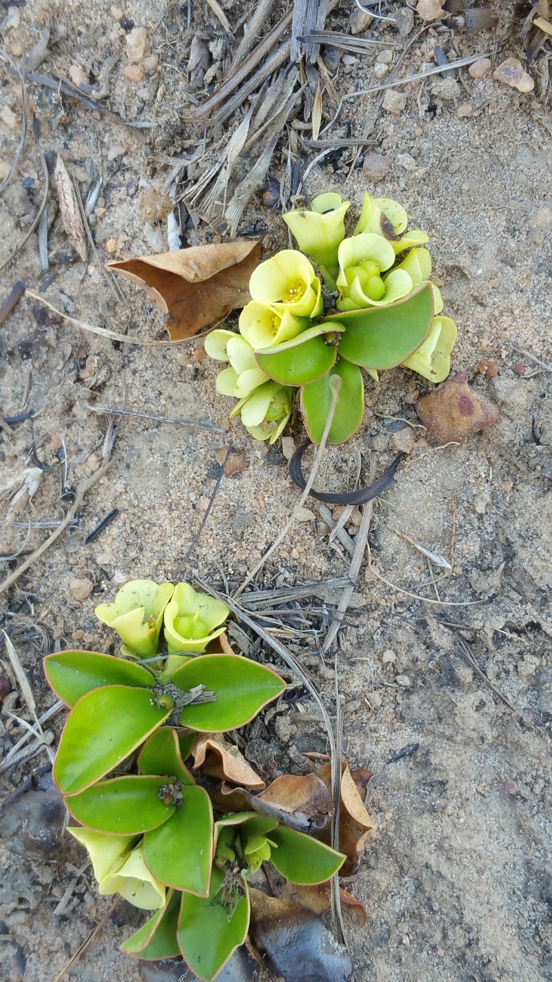 Euphorbia subapoda photo 8