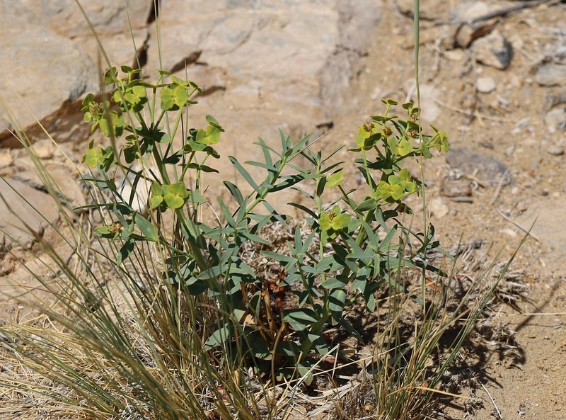 Euphorbia subcordata photo 2