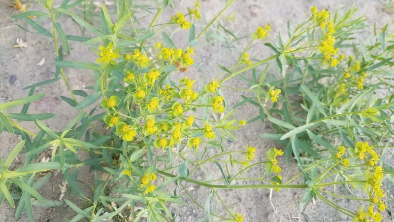 Euphorbia subcordata photo 3