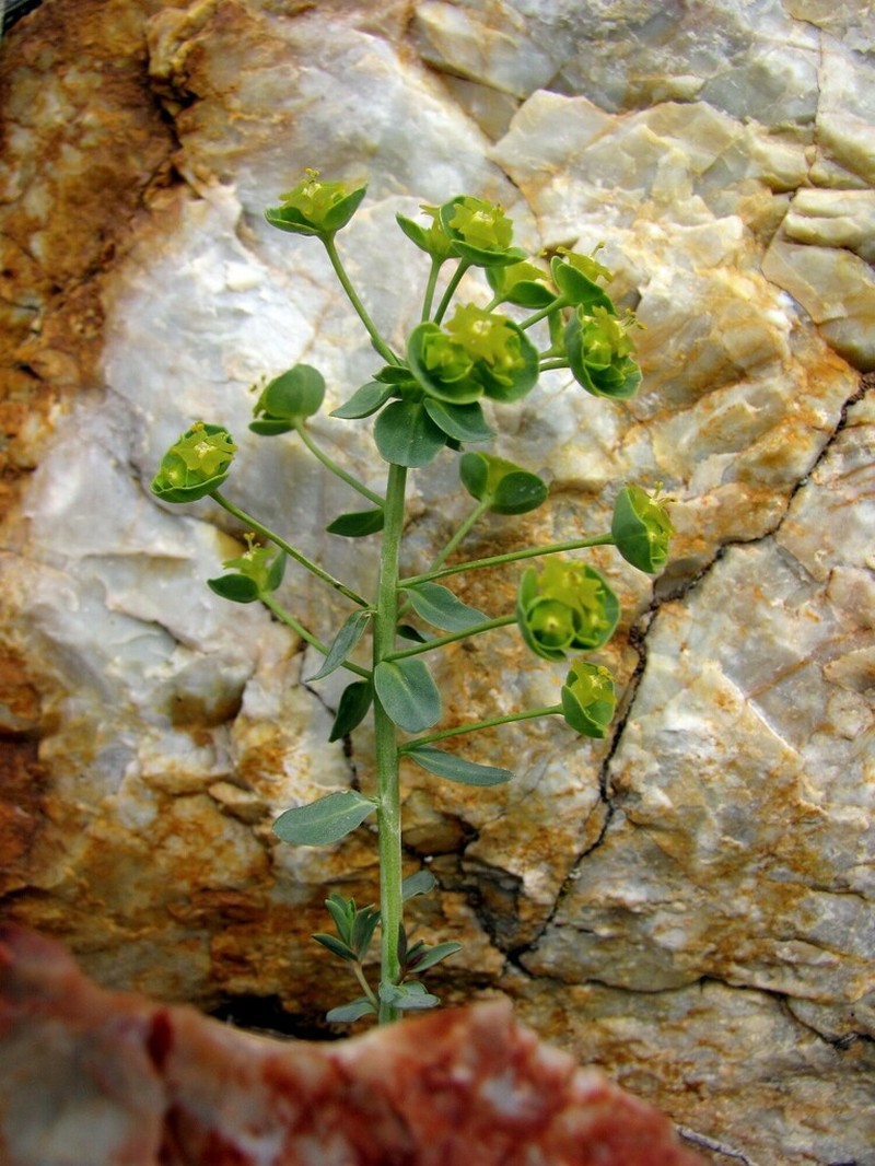 Euphorbia subcordata photo 4