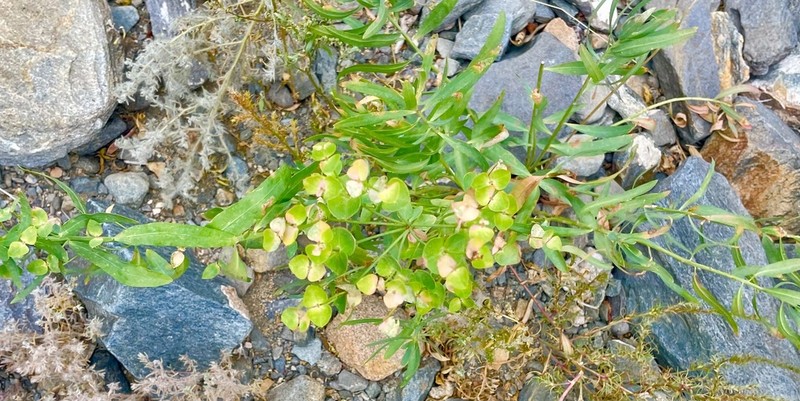 Euphorbia subcordata photo 5