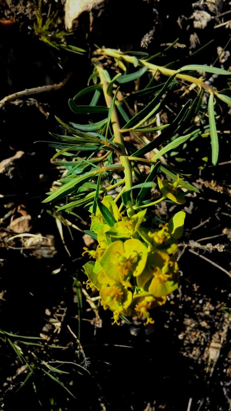 Euphorbia subcordata photo 6