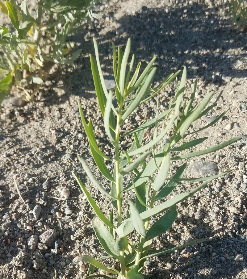 Euphorbia subcordata photo 7