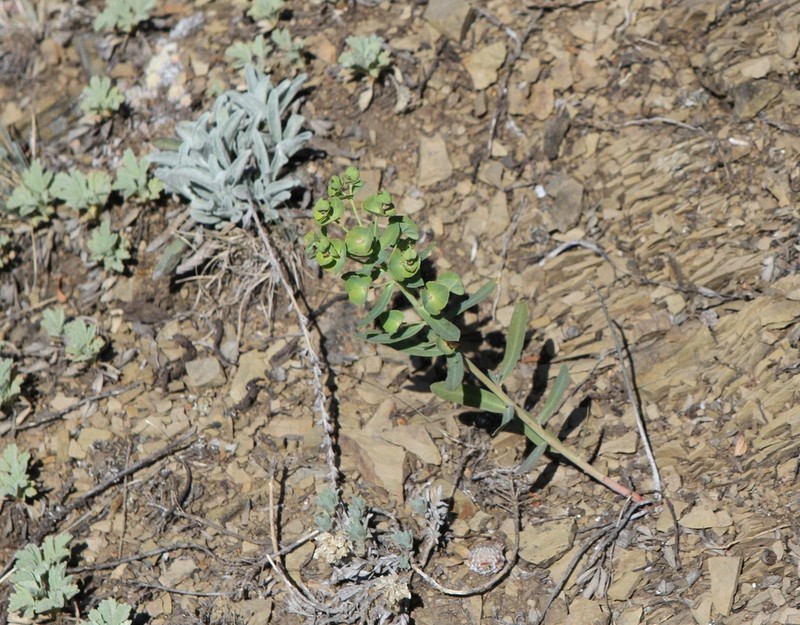 Euphorbia subcordata photo 8