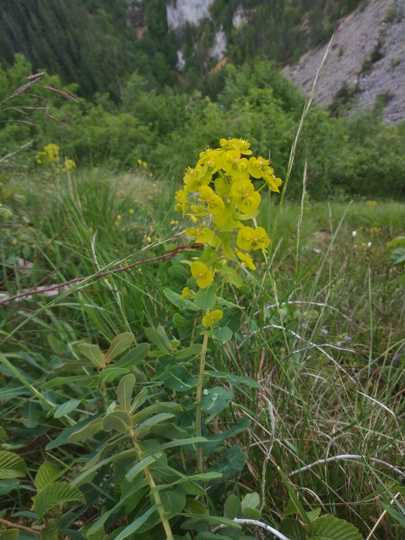 Euphorbia subhastata