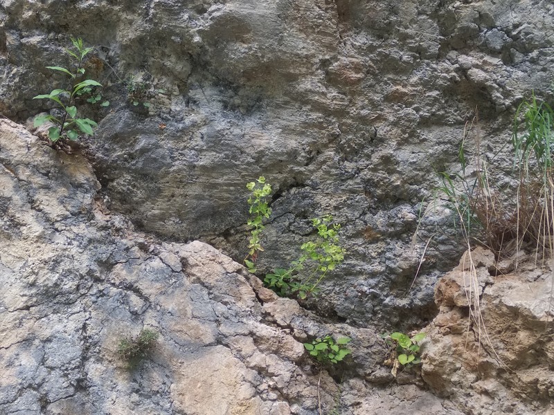 Euphorbia subhastata photo 2