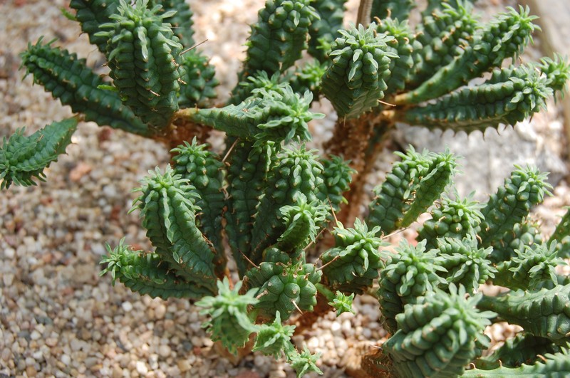 Euphorbia submamillaris