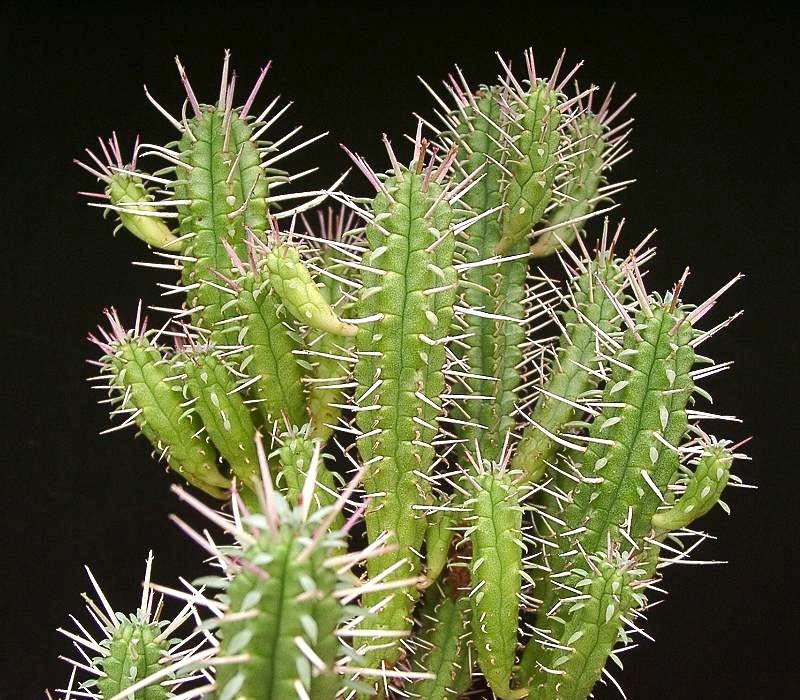 Euphorbia submamillaris photo 2