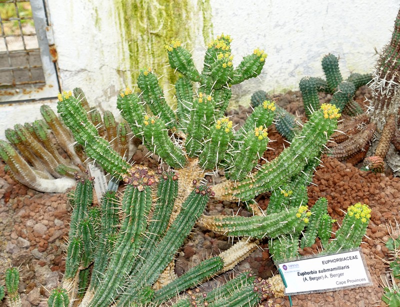 Euphorbia submamillaris photo 3