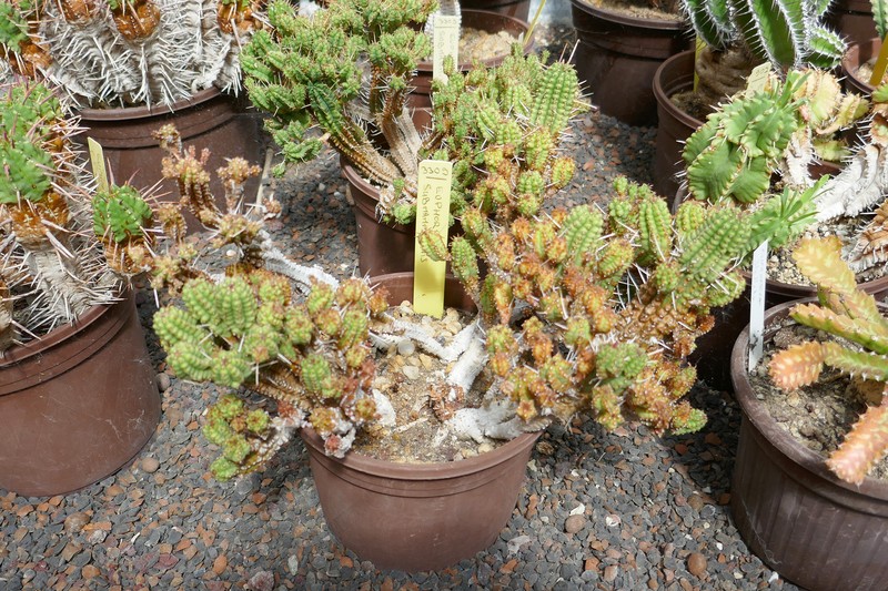 Euphorbia submamillaris photo 4