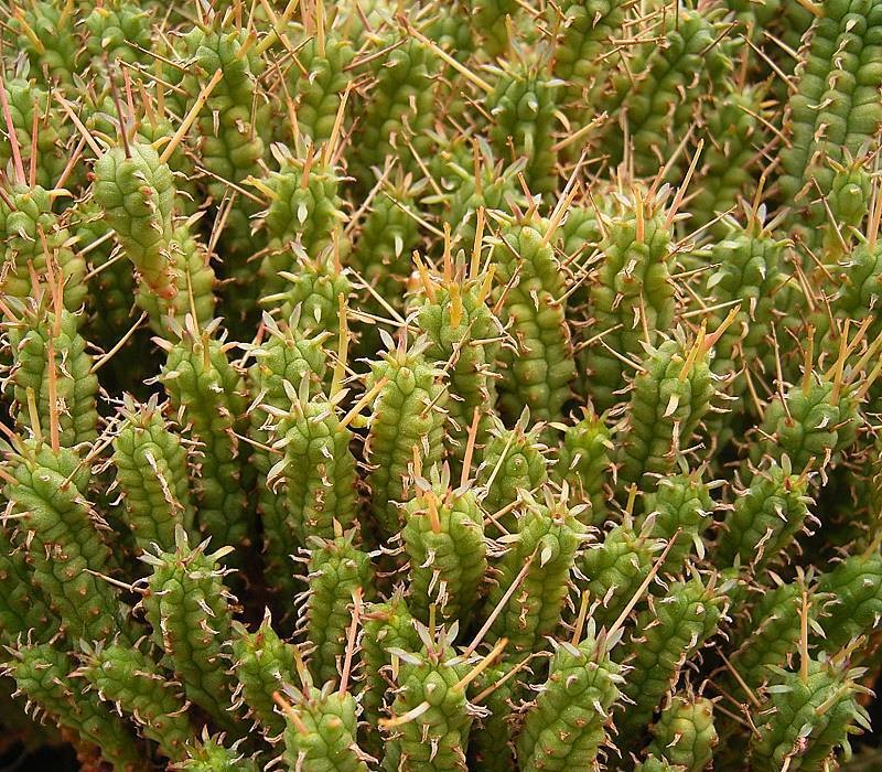 Euphorbia submamillaris photo 5
