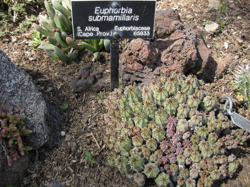 Euphorbia submamillaris photo 6