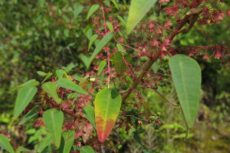 Euphorbia subpeltata