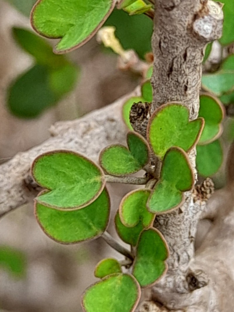 Euphorbia subpeltatophylla