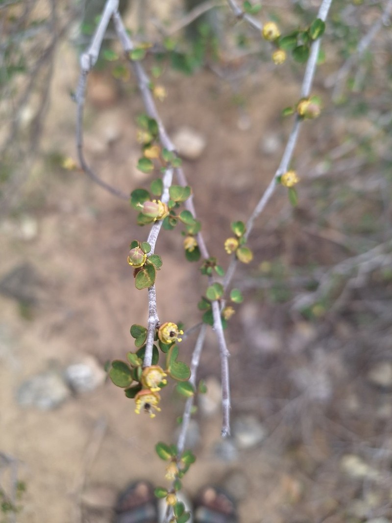 Euphorbia subpeltatophylla photo 2
