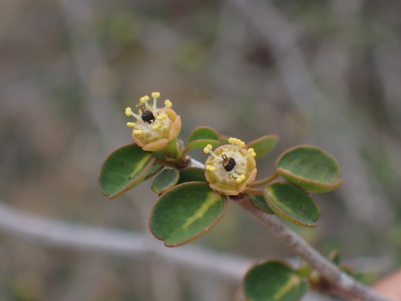 Euphorbia subpeltatophylla photo 3