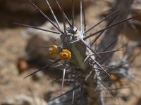 Euphorbia subsalsa