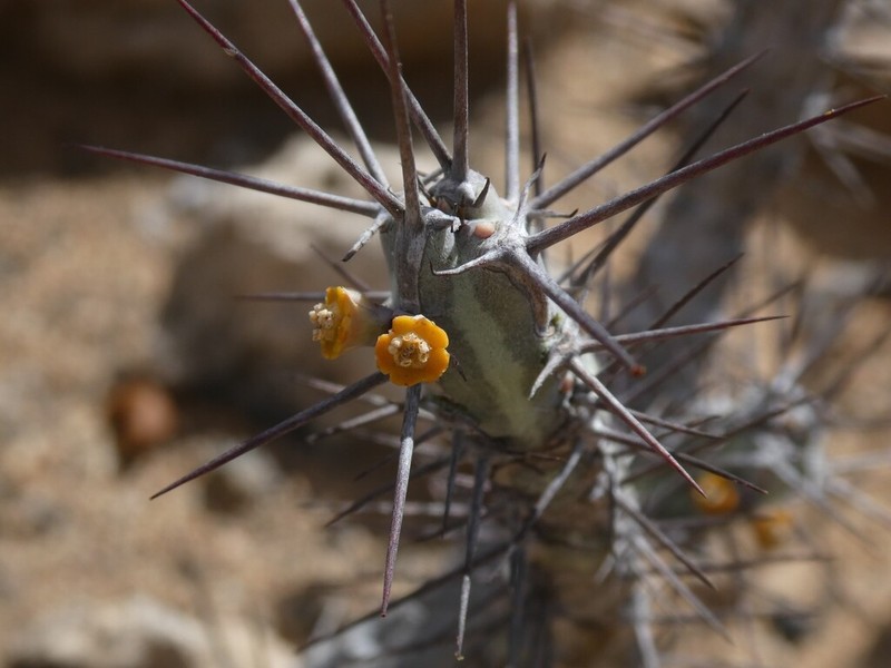 Euphorbia subsalsa