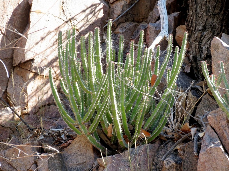 Euphorbia subsalsa photo 2