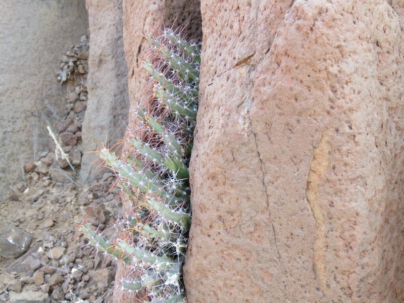 Euphorbia subsalsa photo 3