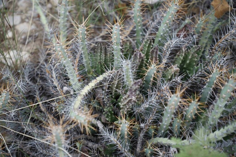 Euphorbia subsalsa photo 5