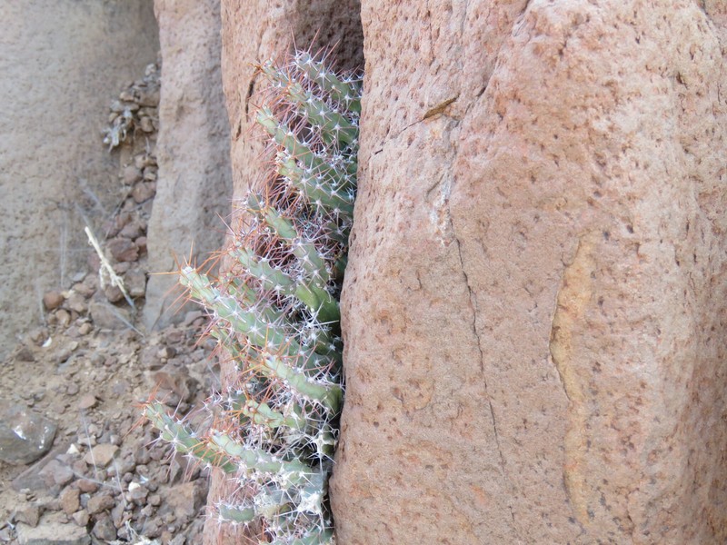 Euphorbia subsalsa photo 7