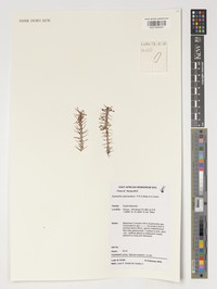 Euphorbia subscandens