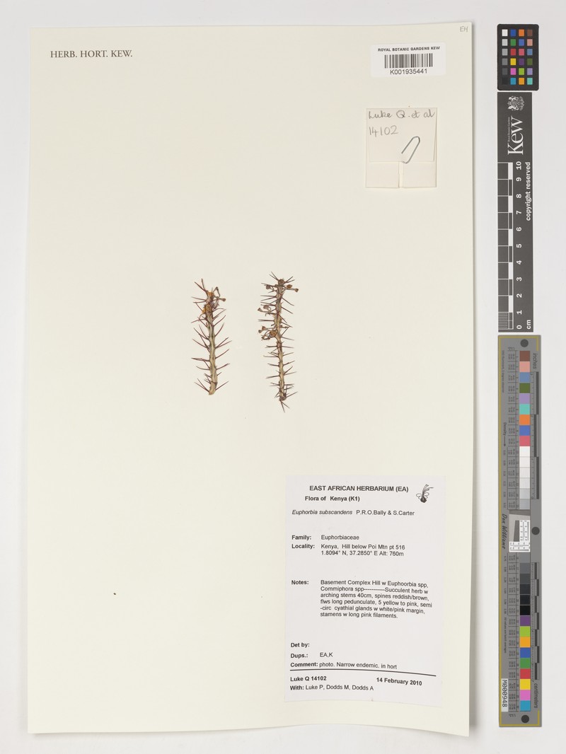 Euphorbia subscandens