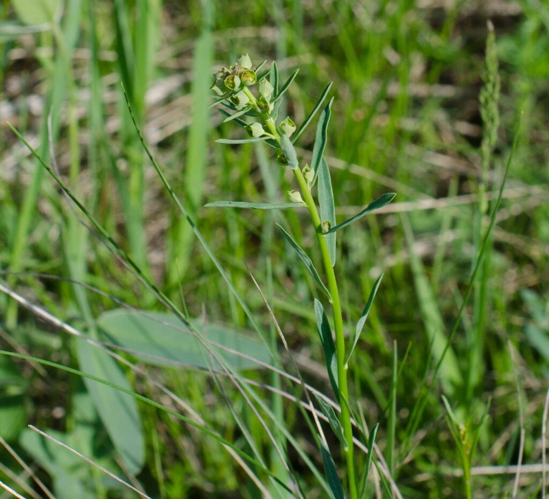 Euphorbia subtilis